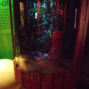 Turtle exhibit at SEA LIFE Blackpool 30/06/12