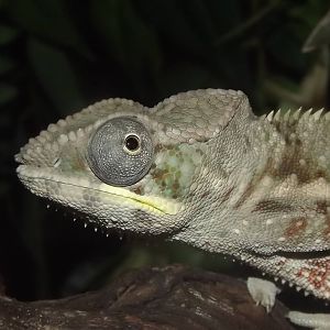 Panther Chameleon at SEA LIFE Blackpool 30/06/12