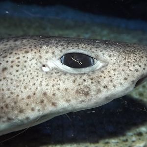 Sp? at SEA LIFE Blackpool 30/06/12