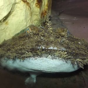 Sp? at SEA LIFE Blackpool 30/06/12