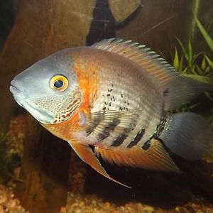 Sp? at SEA LIFE Blackpool 30/06/12