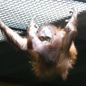 Bornean Orangutan, Mujur, June 2012