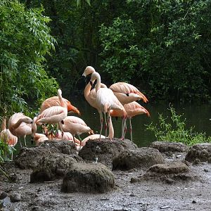 Chilean Flamingos, June 2012