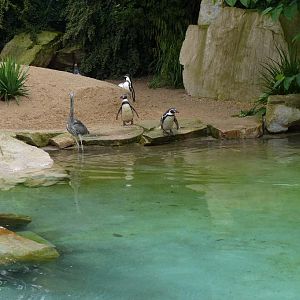 Humboldt Penguins and heron, June 2012