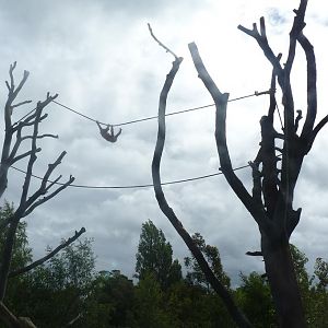 Bornean Orangutan, Mujur, June 2012
