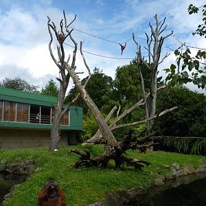 Orangutan enclosure, June 2012