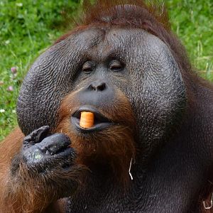 Bornean orangutan, Sibu, June 2012
