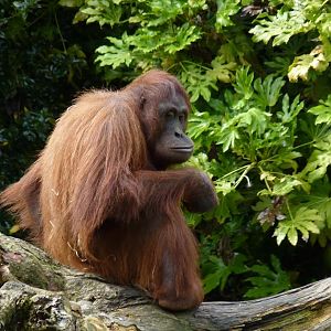 Female Bornean Orangutan, June 2012
