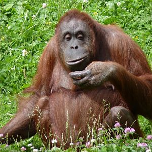 Female Bornean Orangutan, June 2012
