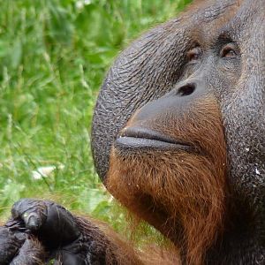 Male Bornean orangutan, Sibu, June 2012