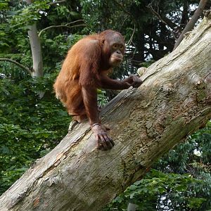 Bornean Orangutan, Mujur, June 2012