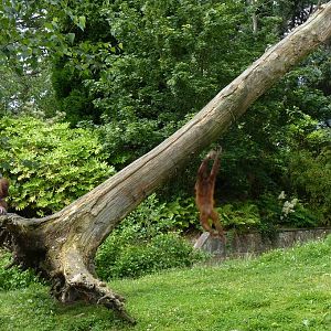 Female Bornean Orangutans, June 2012
