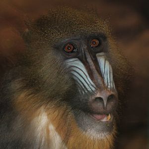 Mandrill