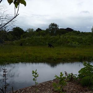 View of the Gorilla island, June 2012