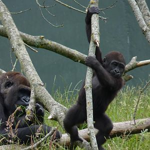 Female Gorilla, Lena, and son, June 2012