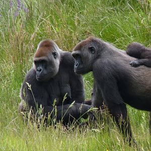 Gorilla mums, June 2012