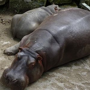 Common Hippo mother and calf, June 2012