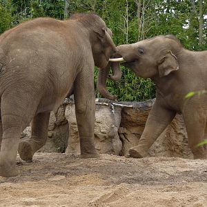 Elephants, June 2012
