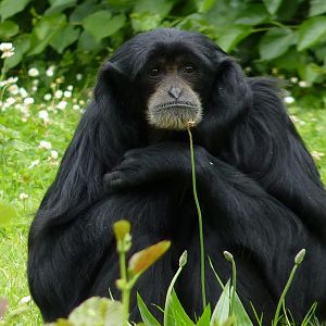 Siamang, July 2012