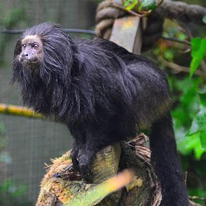 Black Lion Tamarin