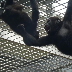 Infant gorillas playing, June 2012