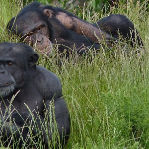 Chimps, June 2012