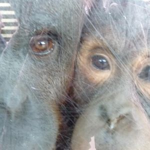 Orangutans crossed with Homo Sapiens, July 2012