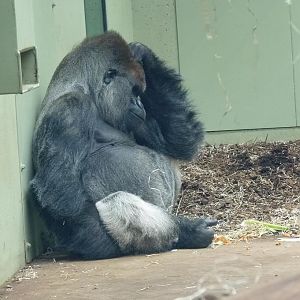 Silverback, Harry, July 2012