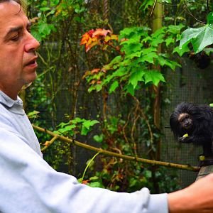 Black Lion Tamarin