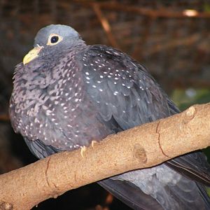 Olive pigeon 14.3.09