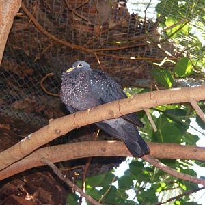 Olive pigeon 14.3.09