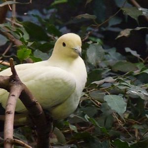 Pied Imperial Pigeon 23.5.12