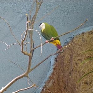 Black-Naped Fruit Dove 23.5.12