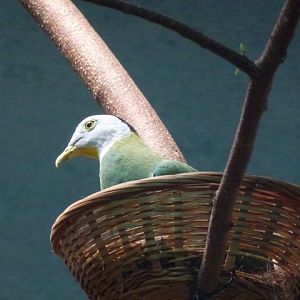 Black-Naped Fruit Dove 23.5.12