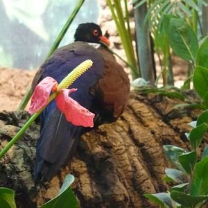 White-Naped Pheasant Pigeon 23.5.12