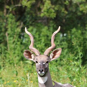 Lesser Kudu