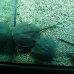 Horseshoe Crab 24.5.12