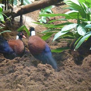 White-Naped Pheasant Pigeon 23.5.12