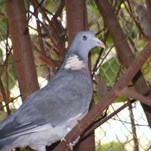 Wood Pigeon 14.3.09