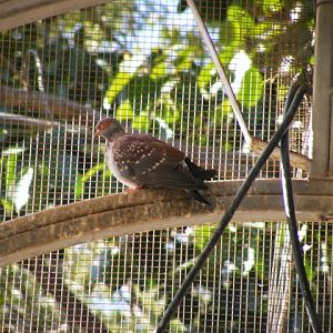 Speckled Pigeon 5.12.11