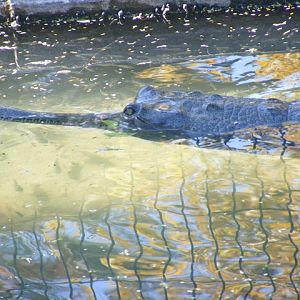 Gavial 5.12.11