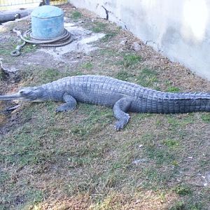 Gavial 5.12.11