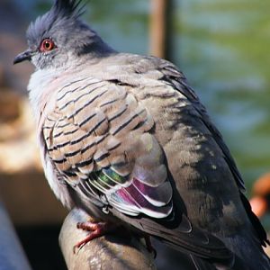 Crested Pigeon 22.1.10