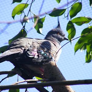 Crested Pigeon 22.1.10