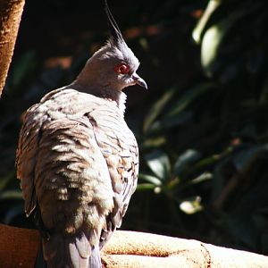 Crested Pigeon 22.1.10