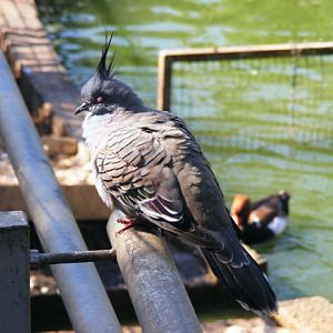 Crested Pigeon 22.1.10