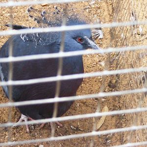 Victoria Crowned Pigeon 4.4.09