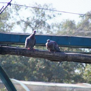 Speckled Pigeon 22.1.10