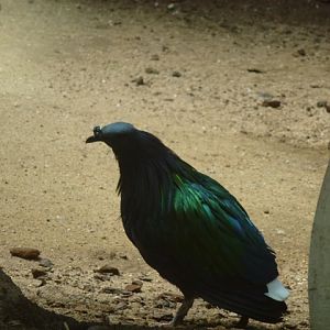Nicobar Pigeon 23.5.12