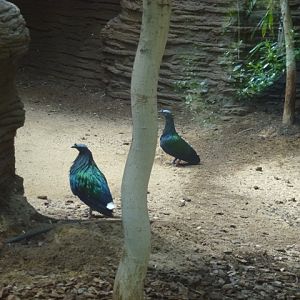 Nicobar Pigeon 23.5.12